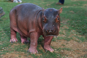 Drug-Kingpin-Hippo Drug-Kingpin-Hippo