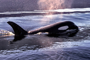 The Whale The Whale