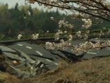 MIPTV Picks 2012 - Best in Show: The Tsunami and the Cherry Blossom
