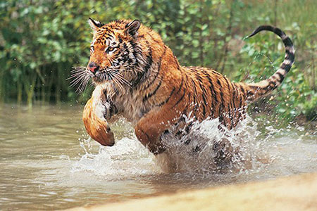 Realscreen » Archive » Nat Geo Wild sets “Pond Stars,” “Animals Gone Wild” airdates Realscreen » Archive » Nat Geo Wild sets “Pond Stars,” “Animals Gone Wild” airdates