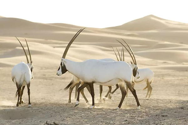 Realscreen » Archive » How Netflix's “Our Planet” aims to kick off a global conversation Realscreen » Archive » How Netflix's “Our Planet” aims to kick off a global conversation